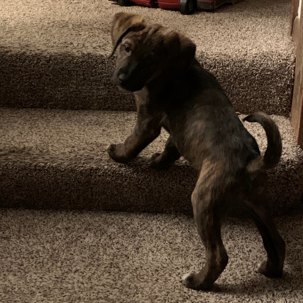 Meet your Posher, Josephine